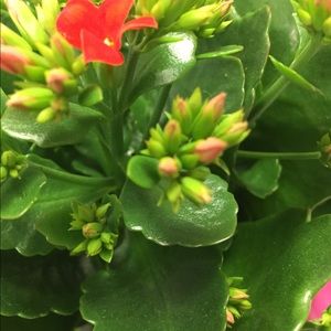 Meet your Posher, Sue